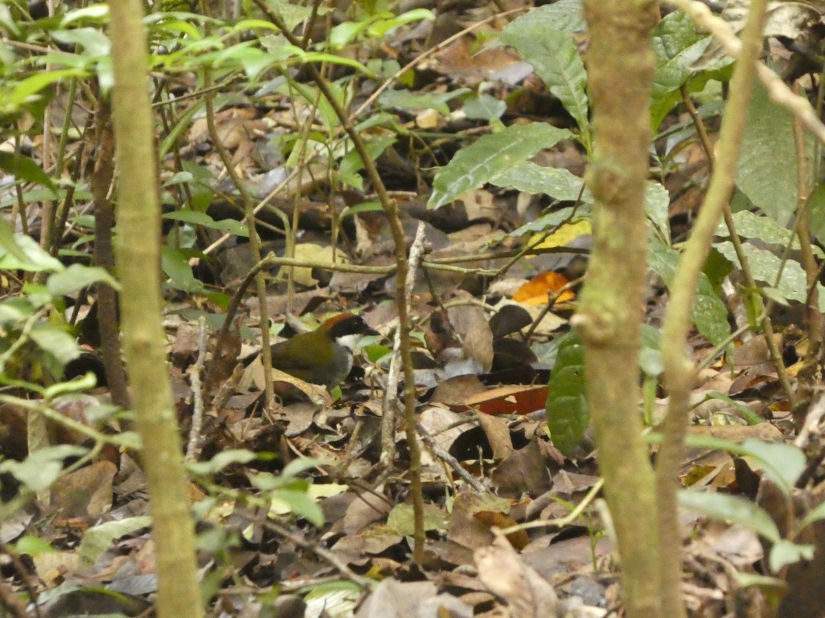 Chestnut-capped Brushfinch - ML637302603
