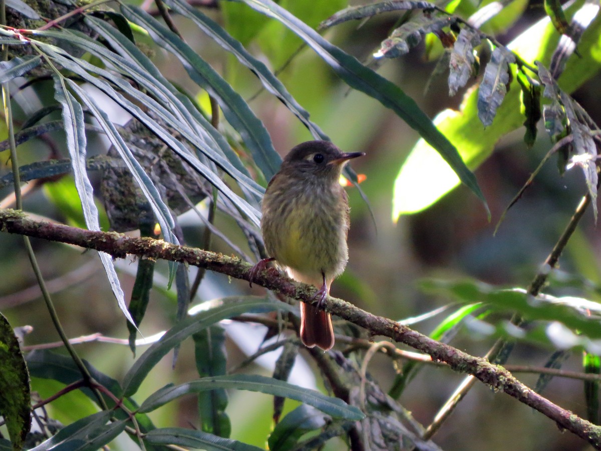 Olive-streaked Flycatcher - ML637302604