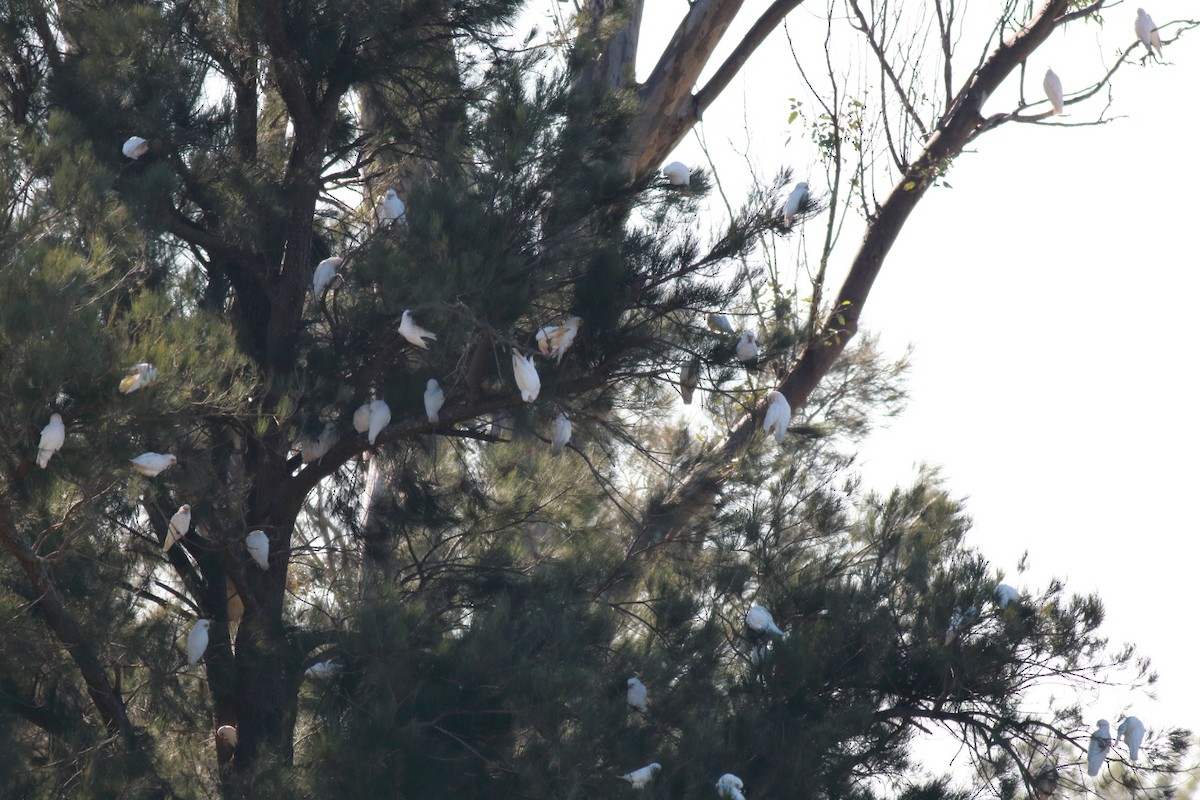 Little Corella - ML637302635