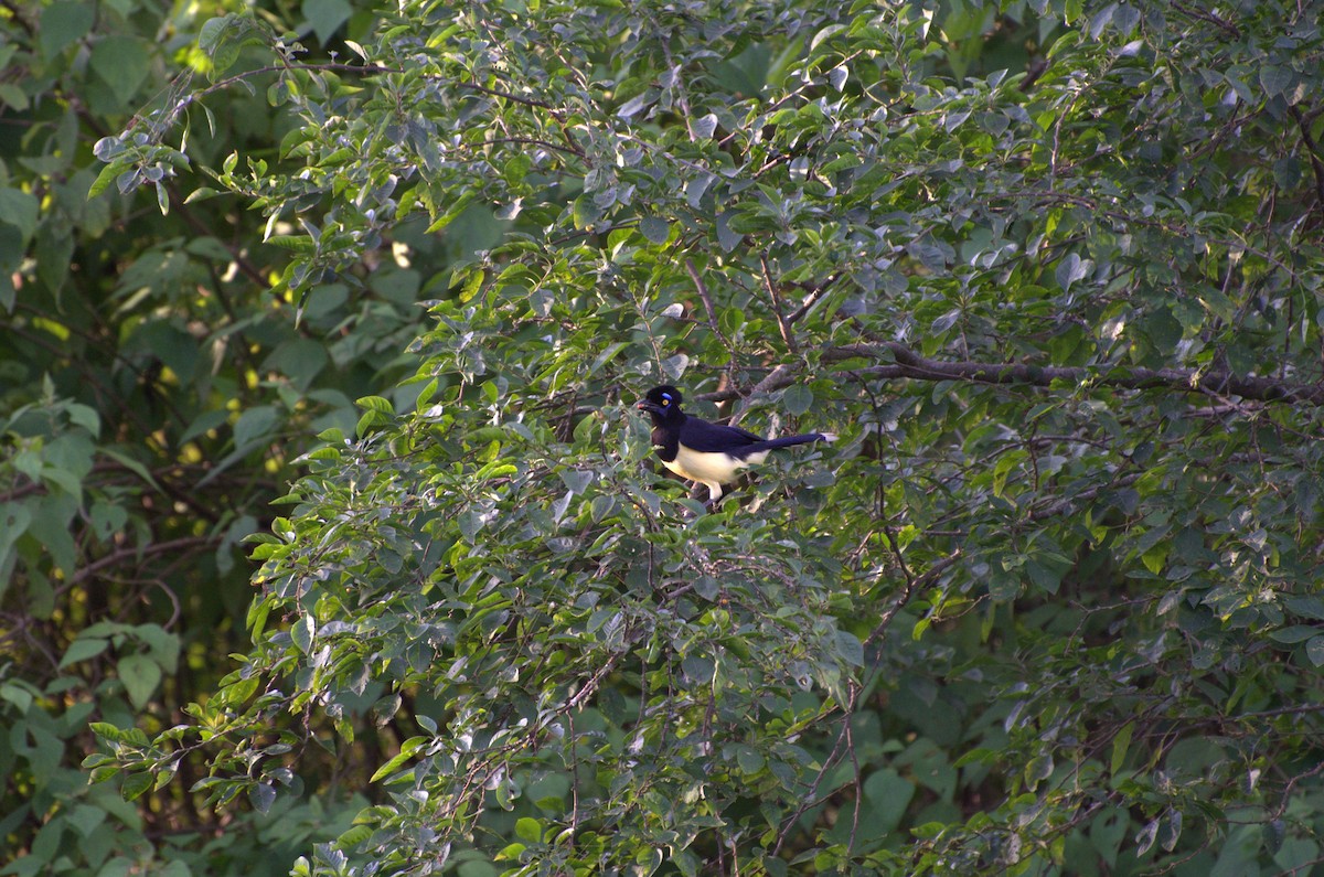 Plush-crested Jay - ML637302637