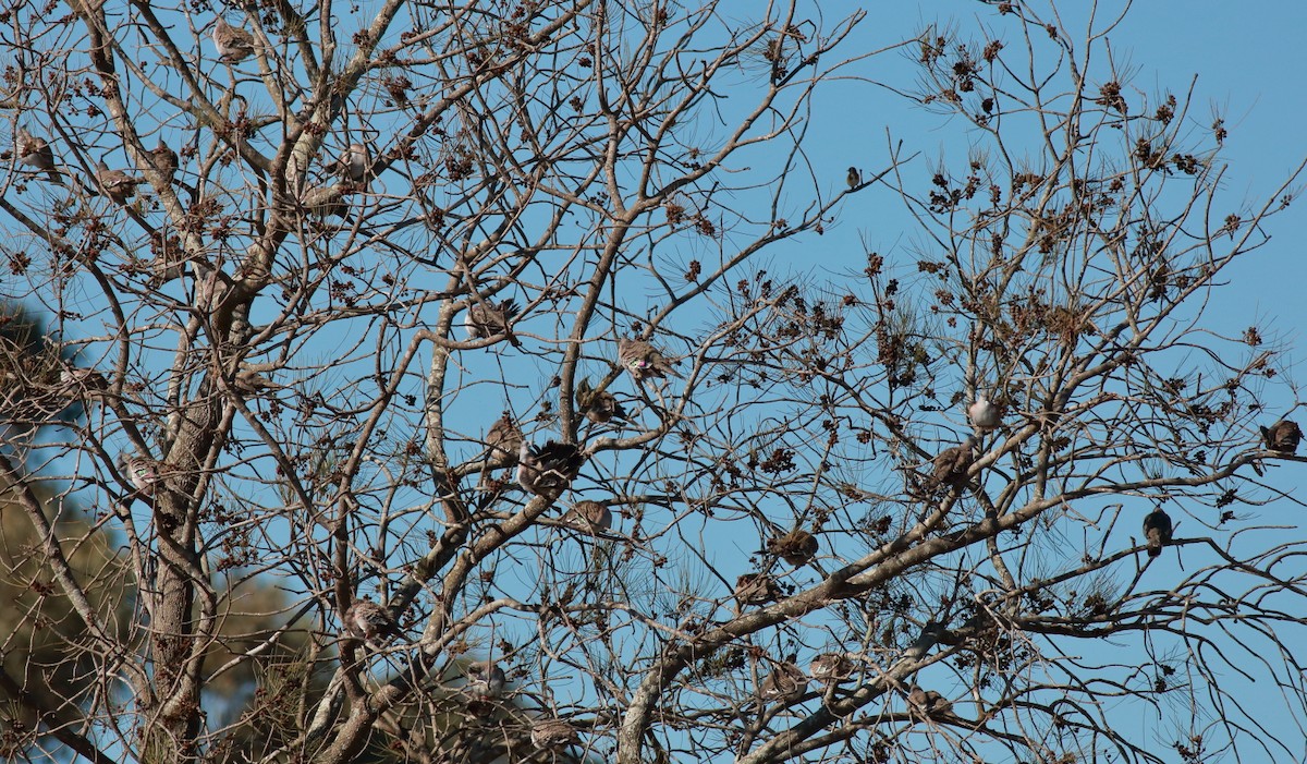 Crested Pigeon - ML637302640