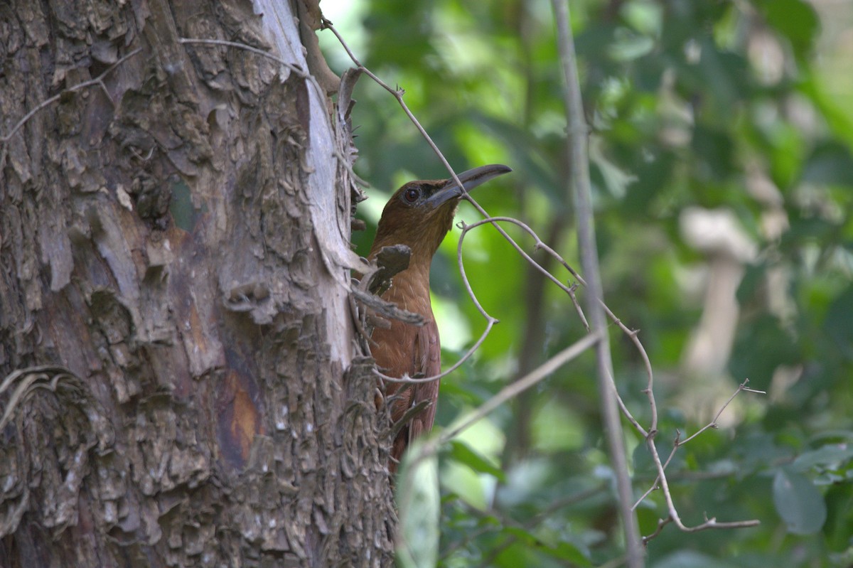Great Rufous Woodcreeper - ML637302668