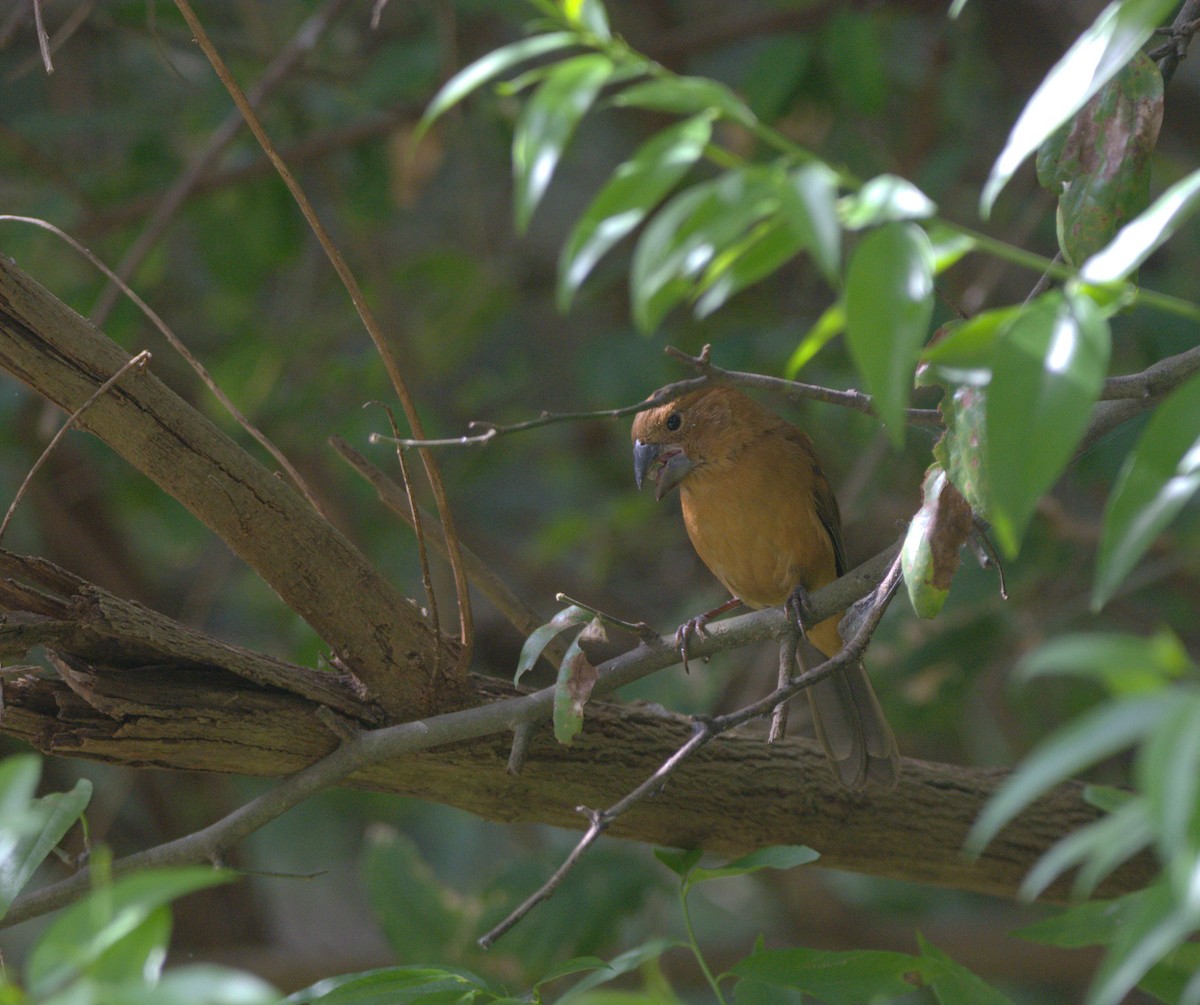 Ultramarine Grosbeak - ML637302685