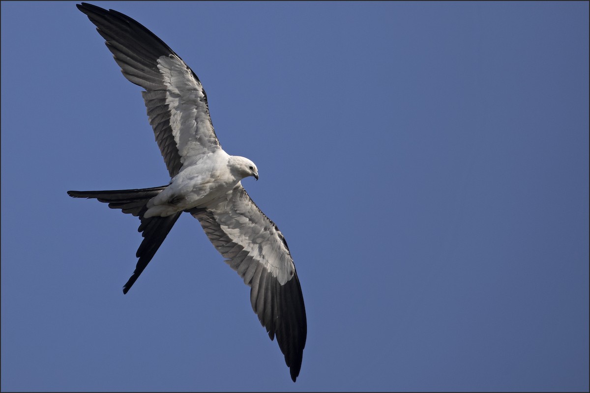 Swallow-tailed Kite - ML637302740