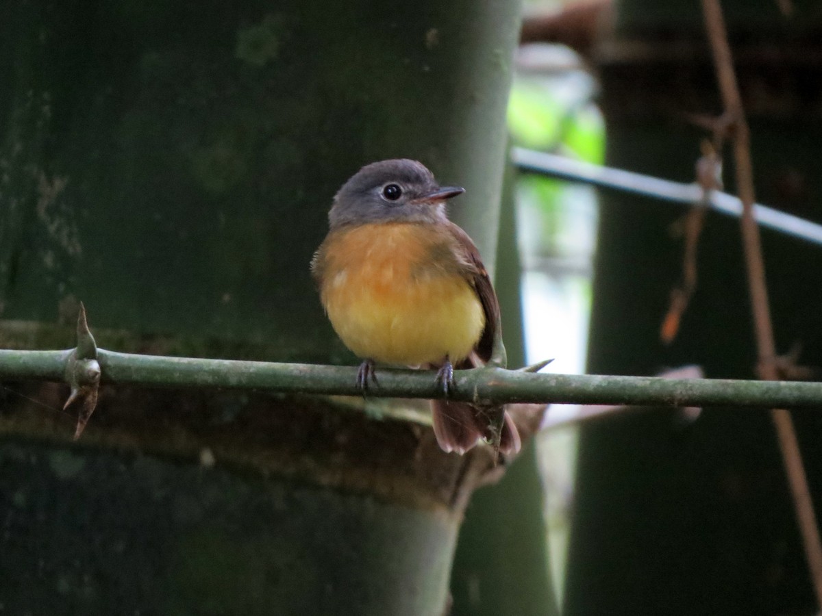 Tawny-chested Flycatcher - ML637302752
