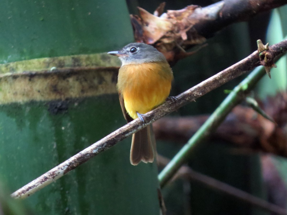 Tawny-chested Flycatcher - ML637302756