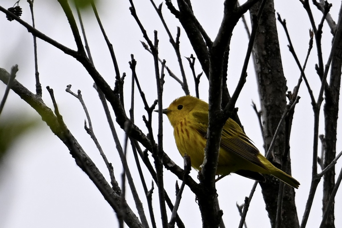 Northern Yellow Warbler - ML637302757