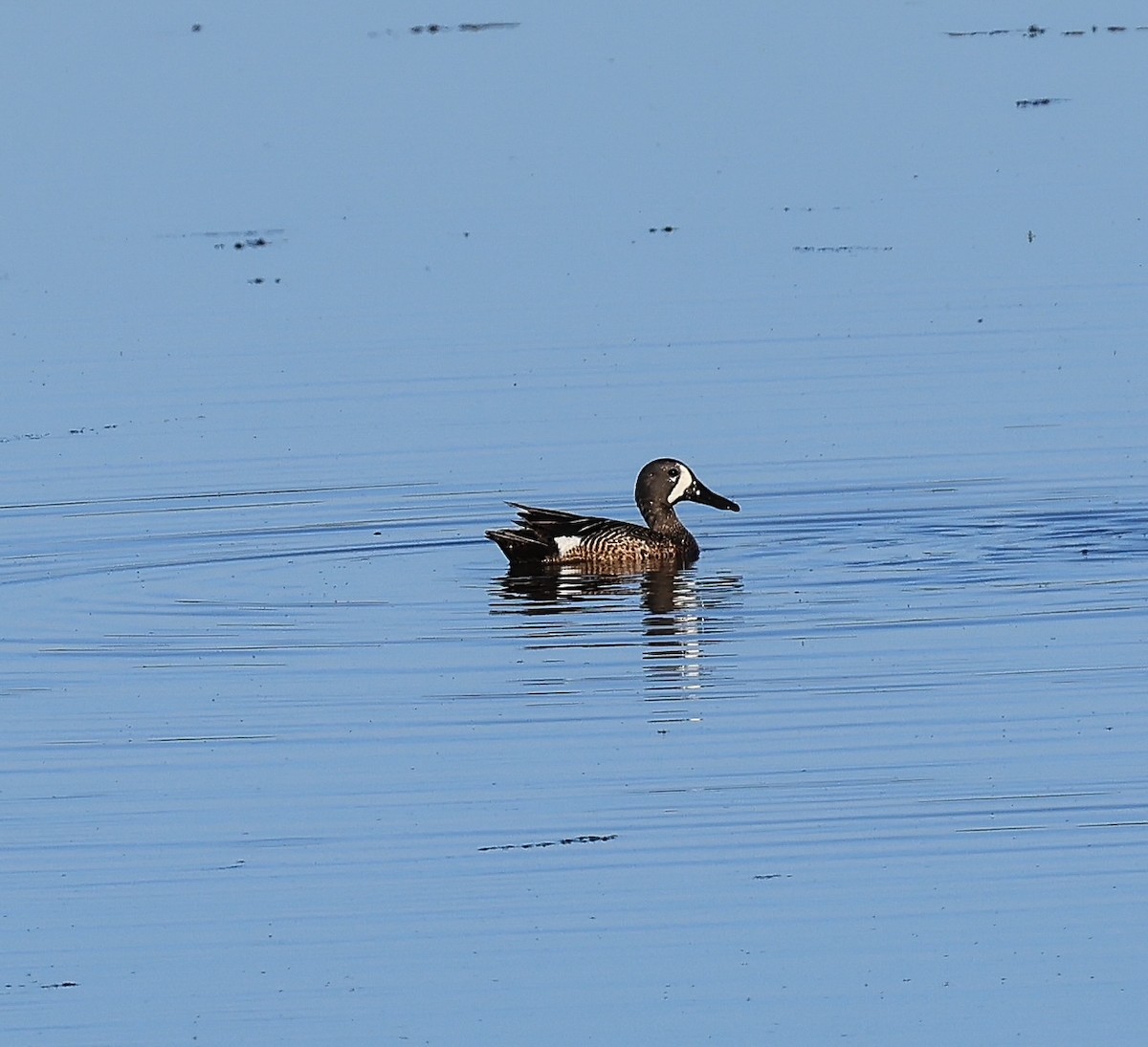 Blue-winged Teal - ML637302758