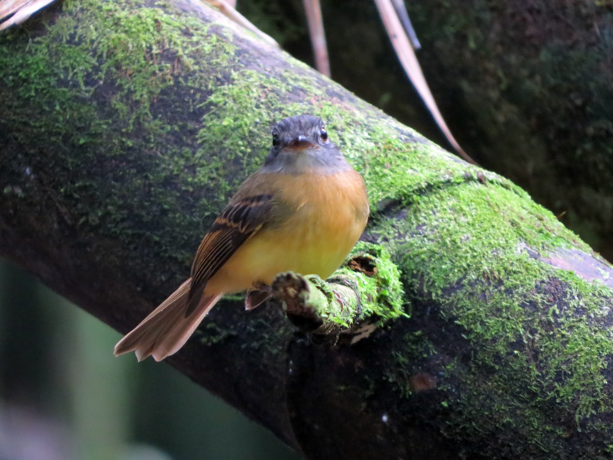 Tawny-chested Flycatcher - ML637302760