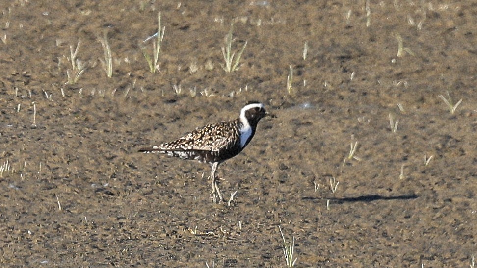 American Golden-Plover - ML637302762