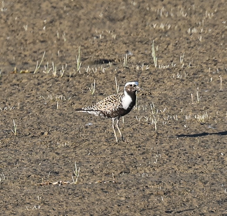 American Golden-Plover - ML637302764