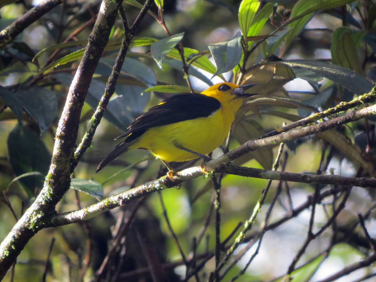 Black-and-yellow Tanager - ML637302768