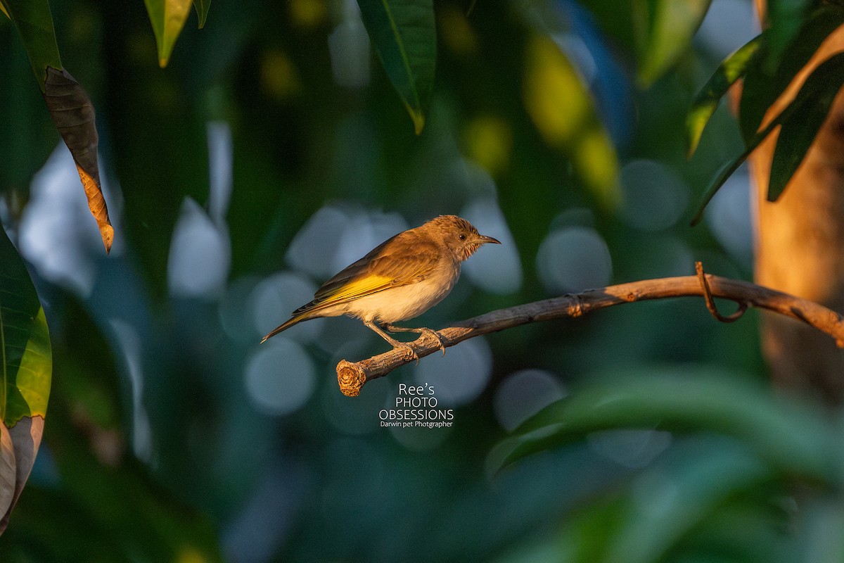 Rufous-throated Honeyeater - ML637302815