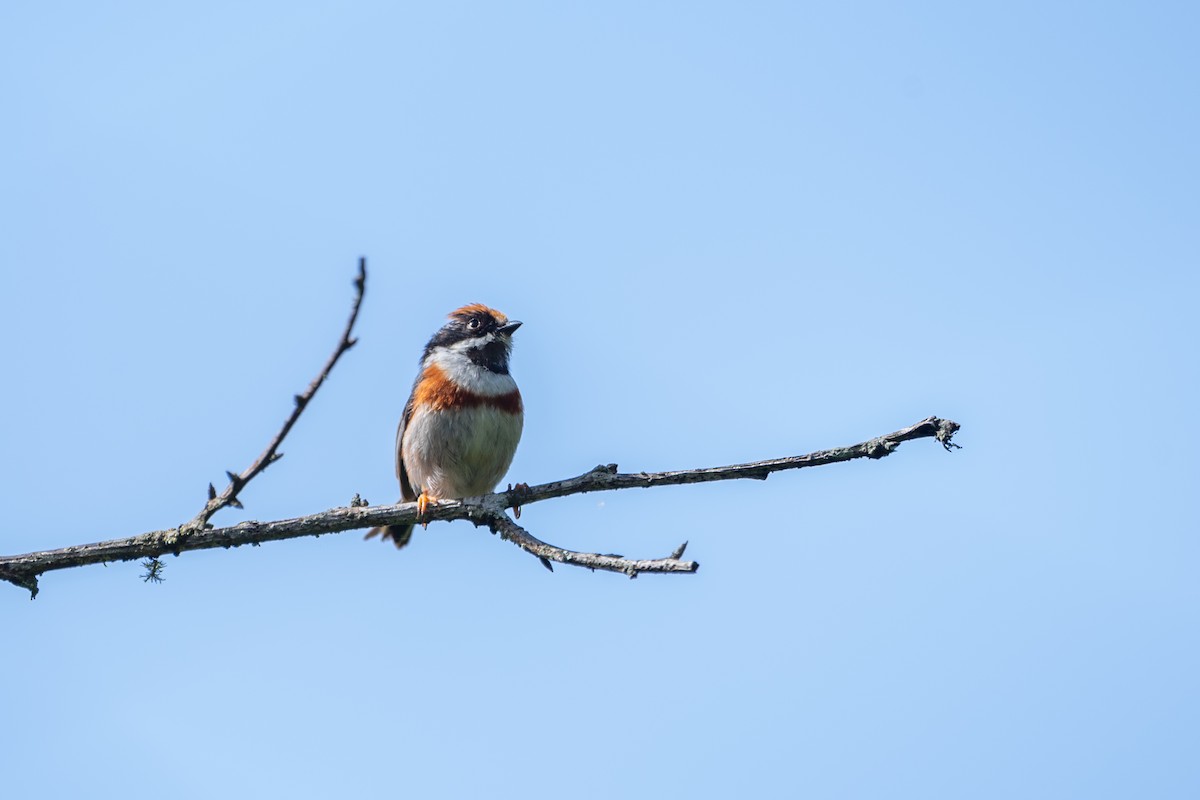 Black-throated Tit (Black-throated) - ML637302830