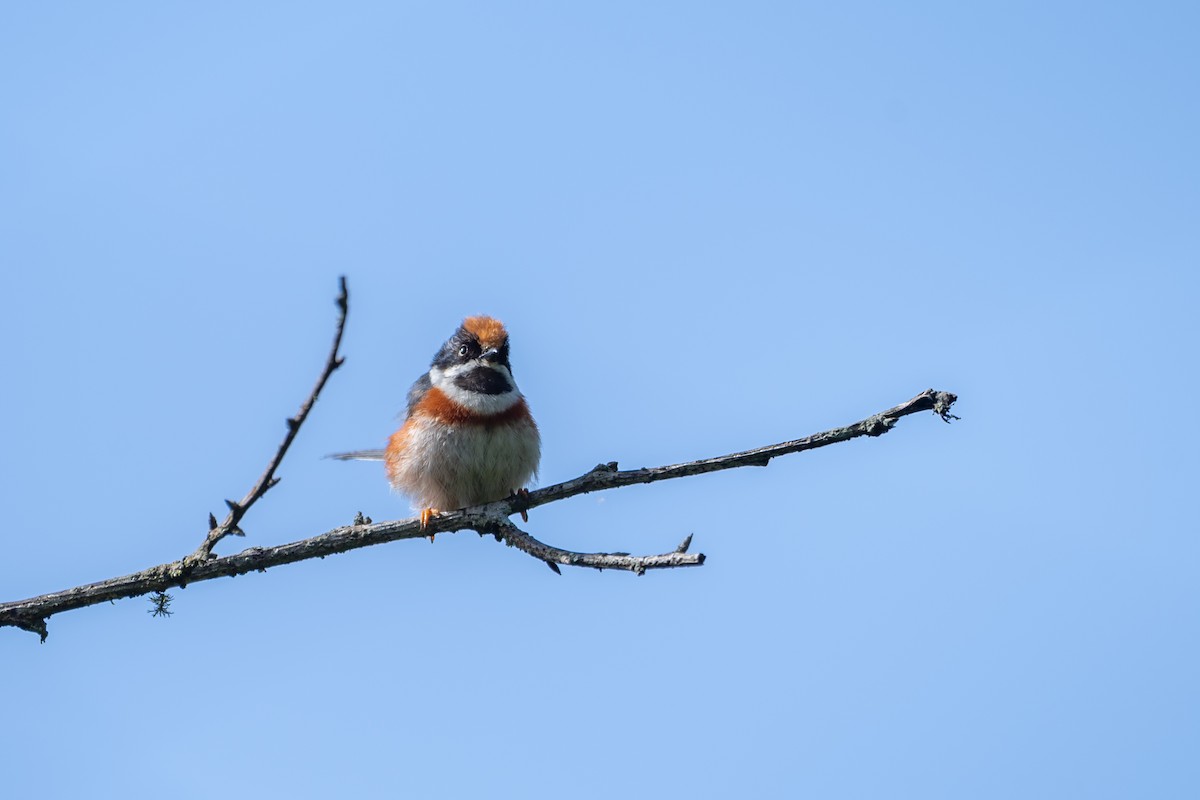 Black-throated Tit (Black-throated) - ML637302831