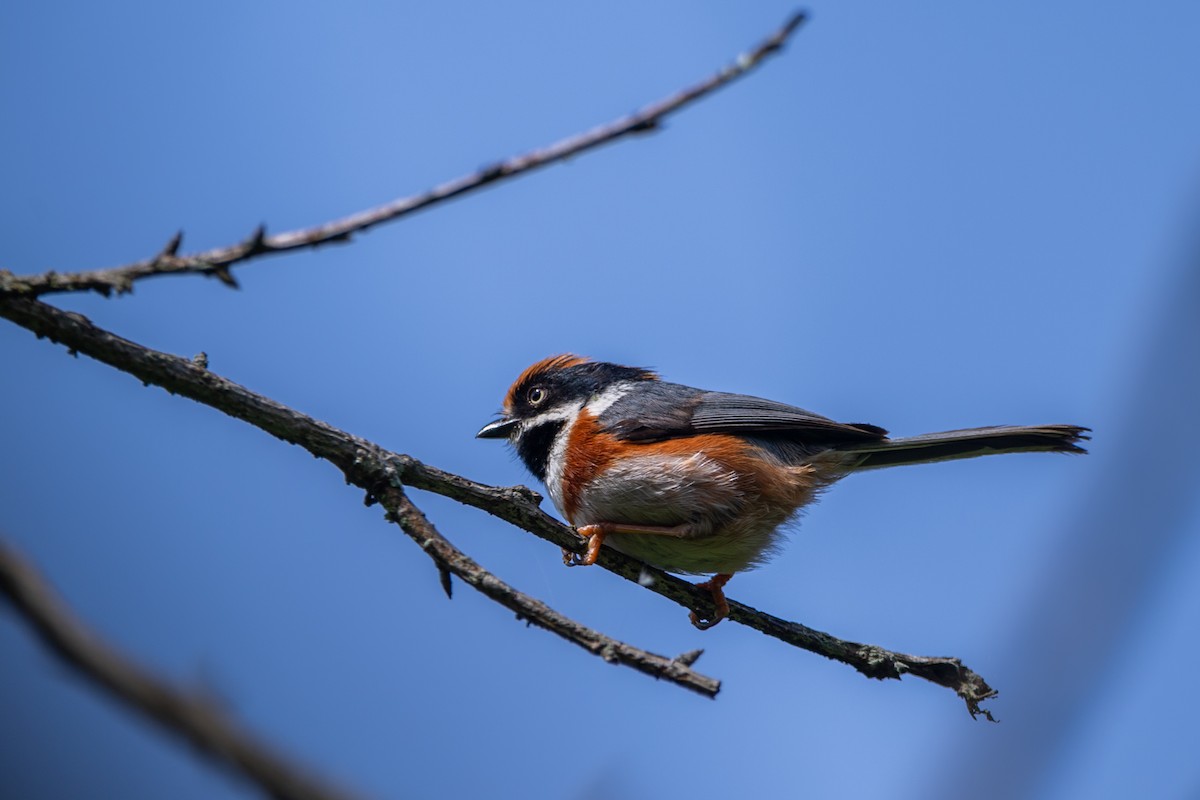 Black-throated Tit (Black-throated) - ML637302832