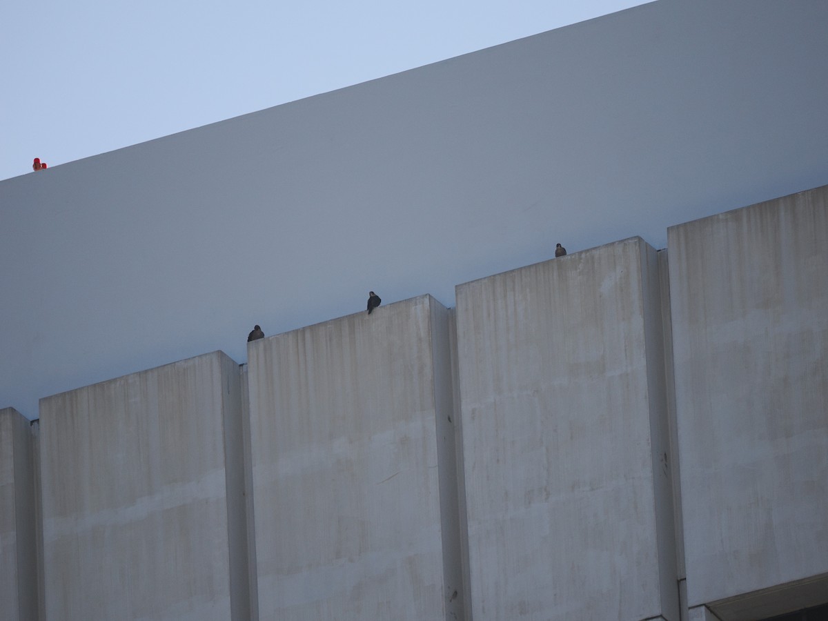 sokol stěhovavý - ML637302833