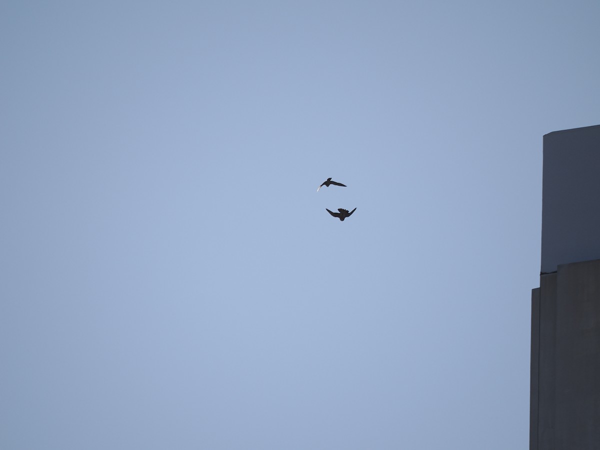 sokol stěhovavý - ML637302834