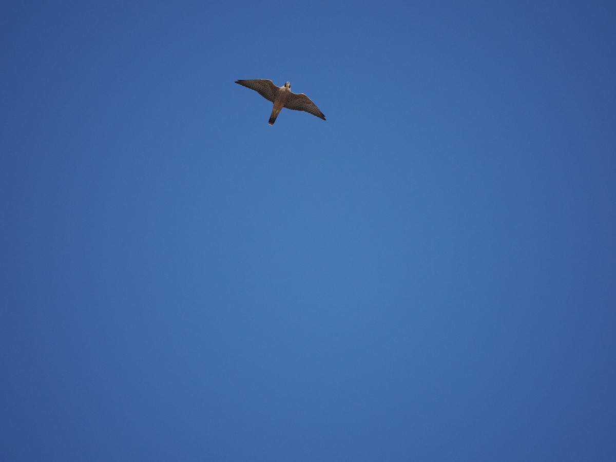 sokol stěhovavý - ML637302835