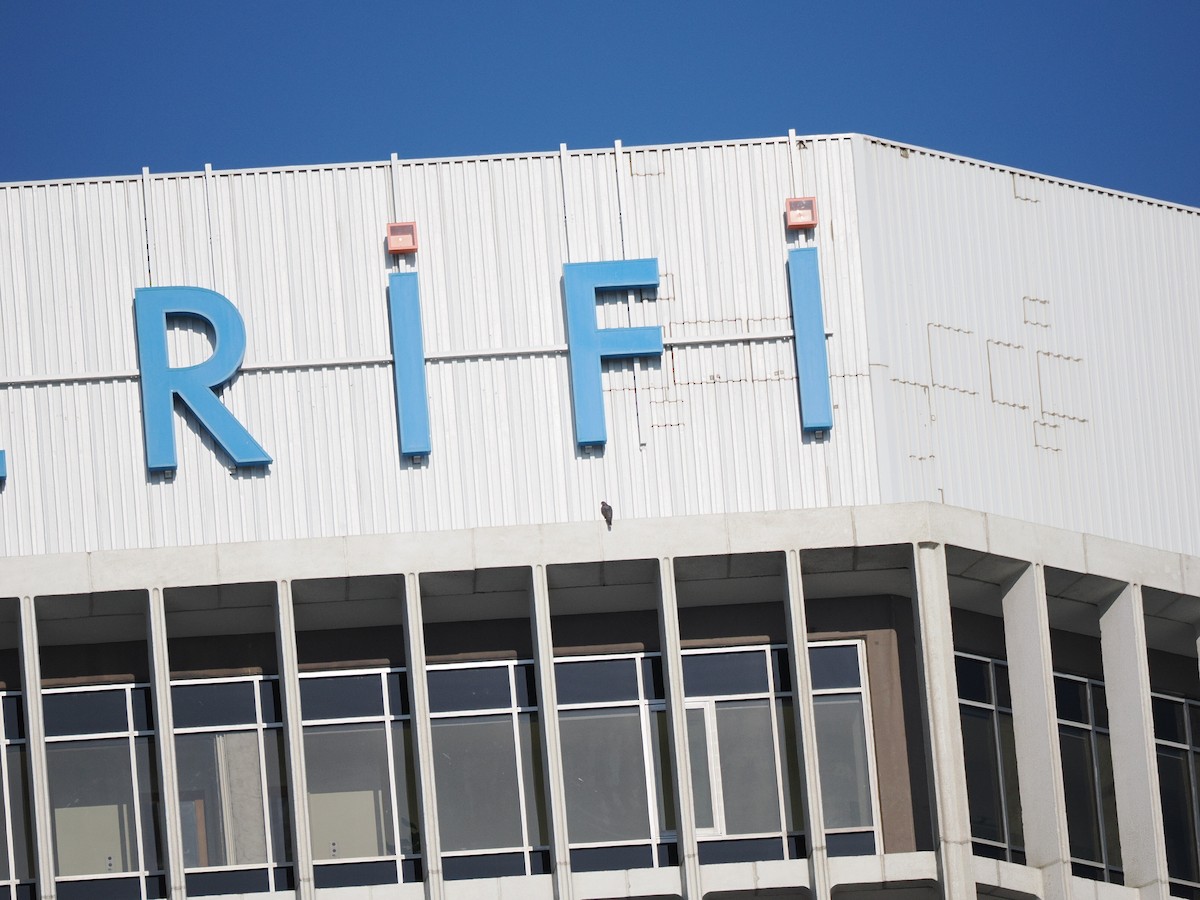 sokol stěhovavý - ML637302836