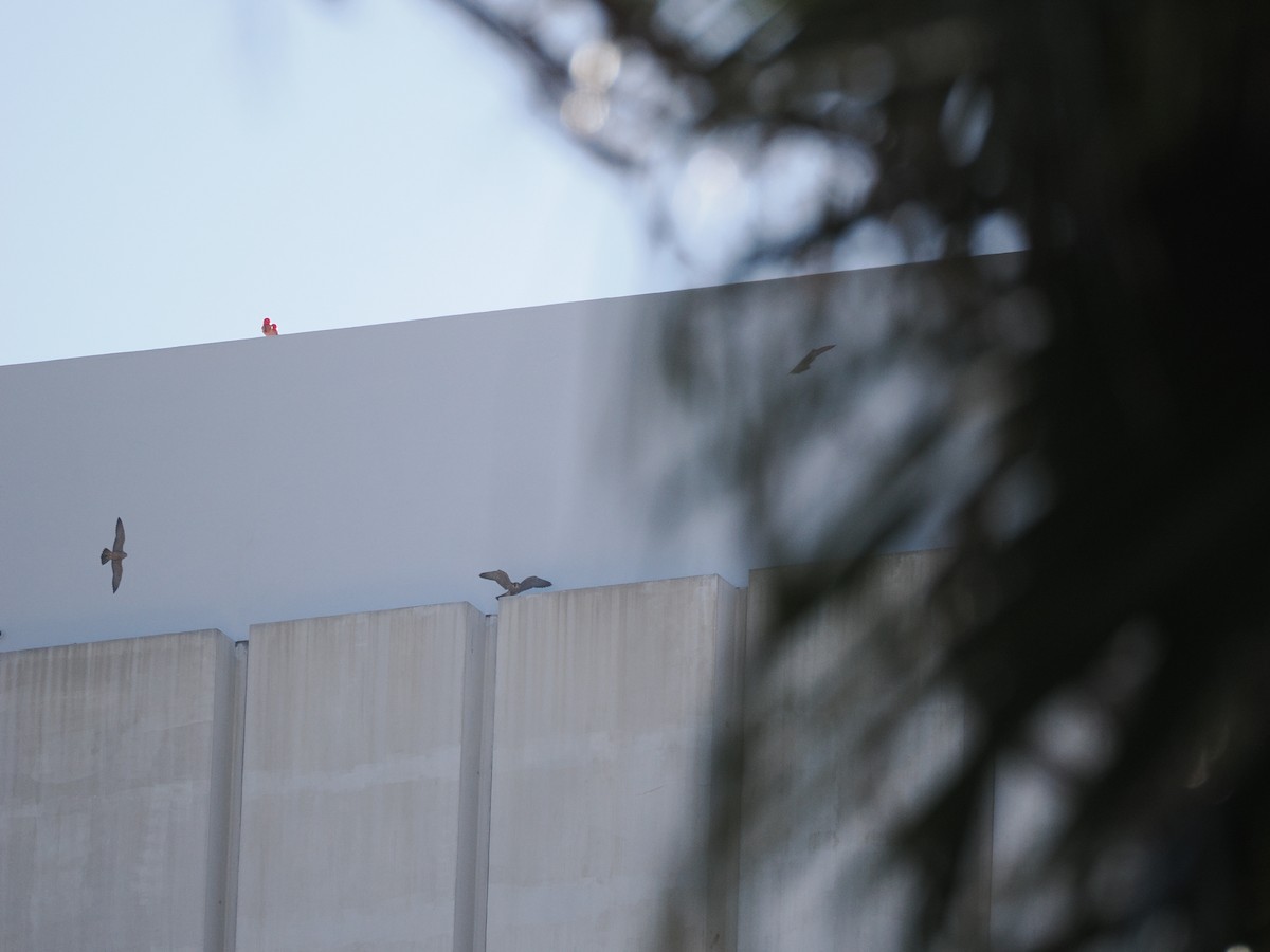 sokol stěhovavý - ML637302837