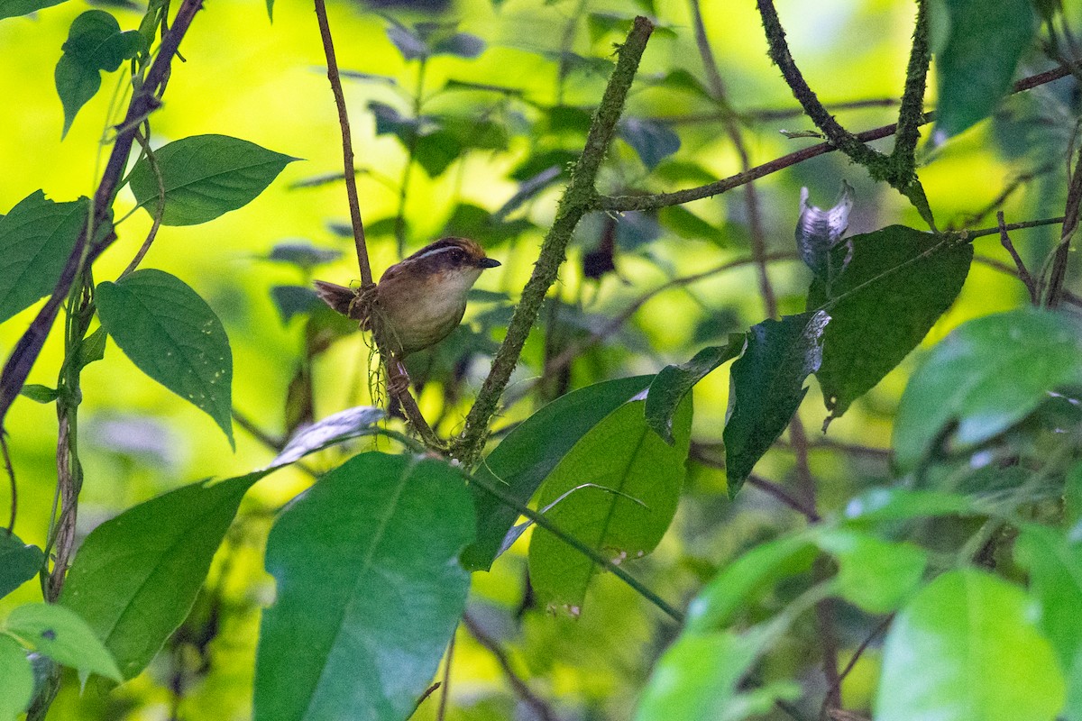 Rusty-capped Fulvetta - ML637302842