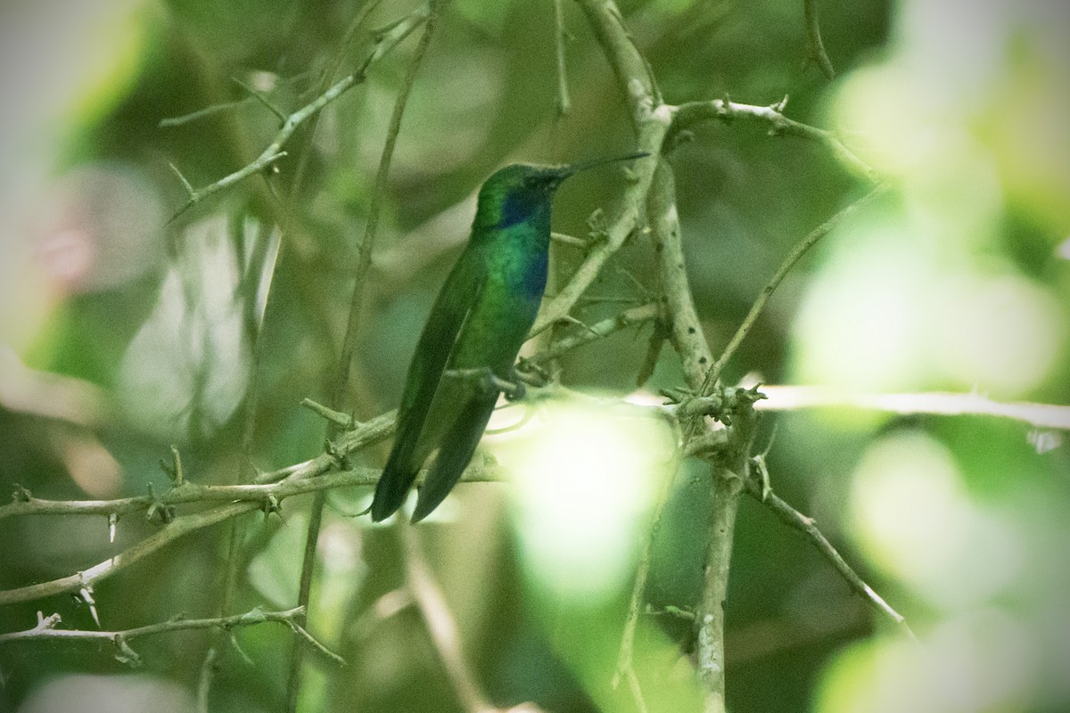 Mexican Violetear - ML637302845