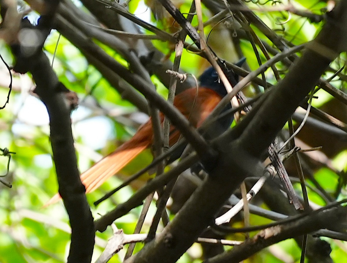 African Paradise-Flycatcher - ML637302884