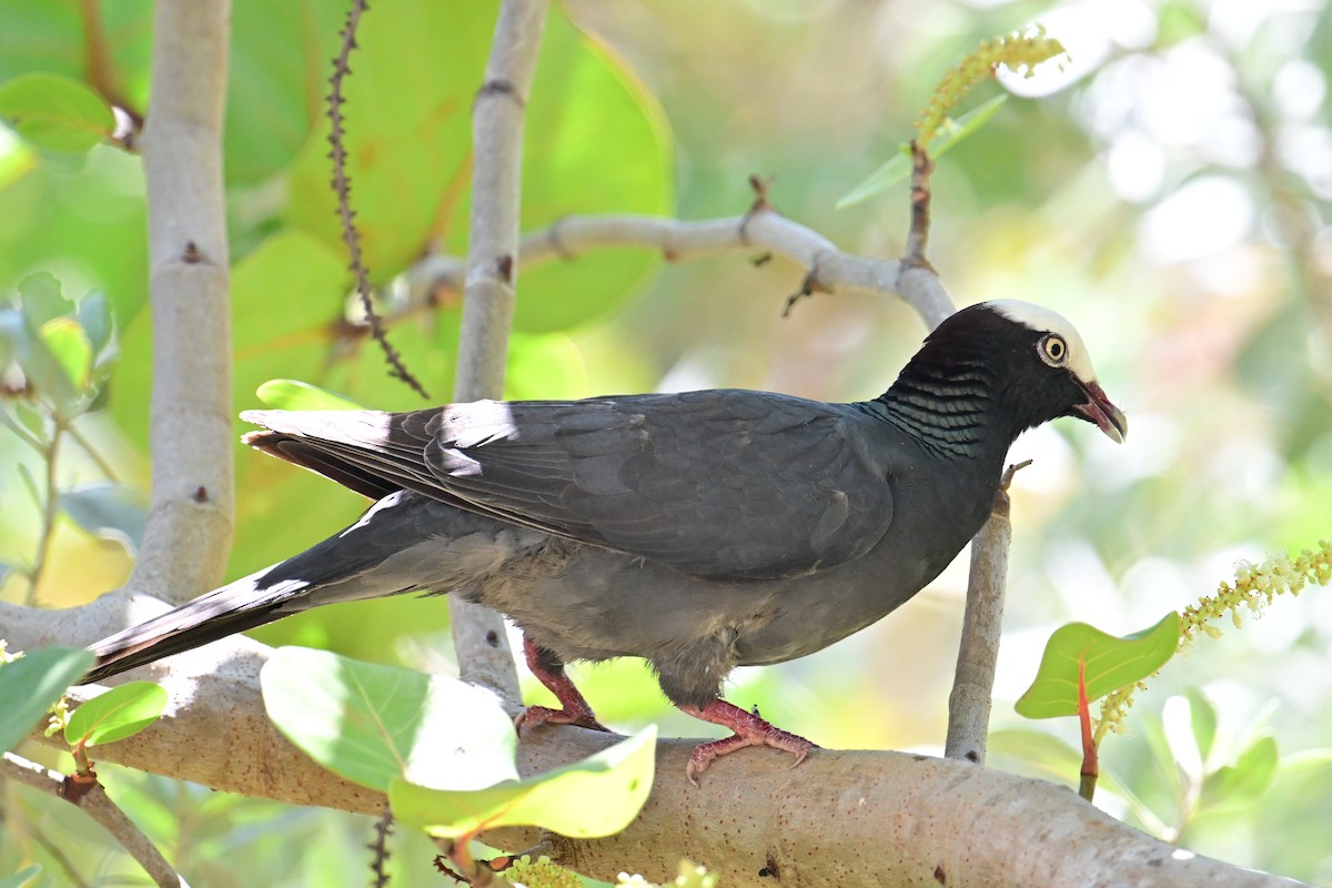 White-crowned Pigeon - ML637302886