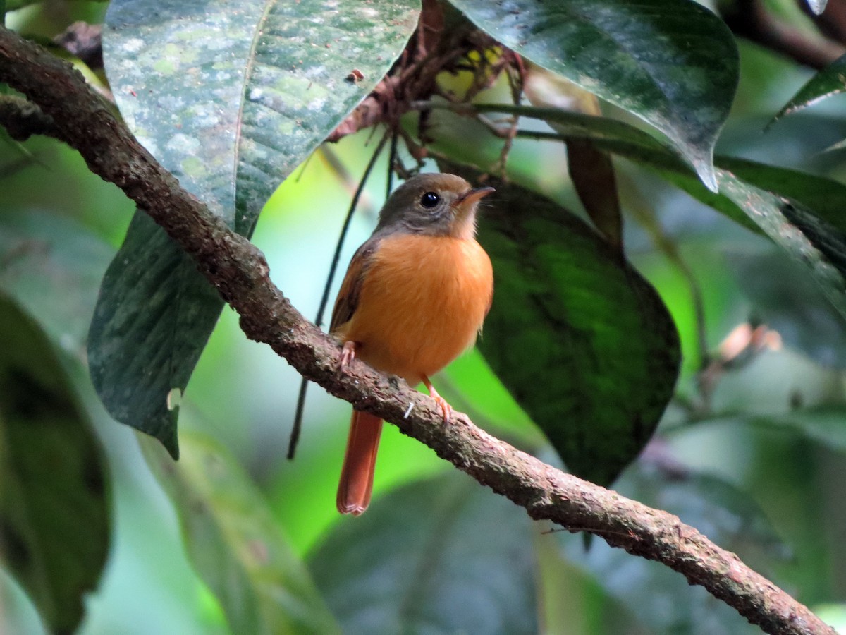 Ruddy-tailed Flycatcher - ML637302891