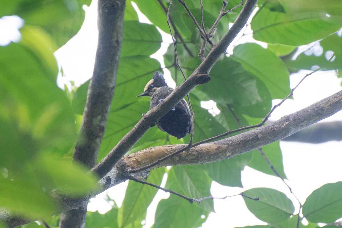 Heart-spotted Woodpecker - ML637302899
