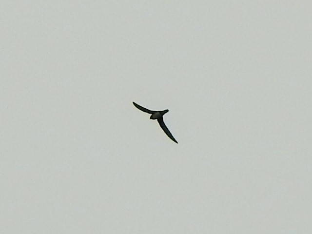 Alpine Swift - ML637302901