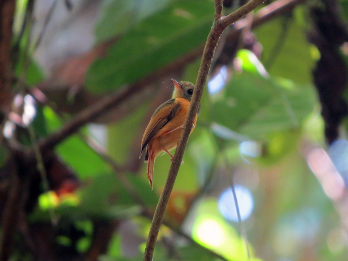 Ruddy-tailed Flycatcher - ML637302905
