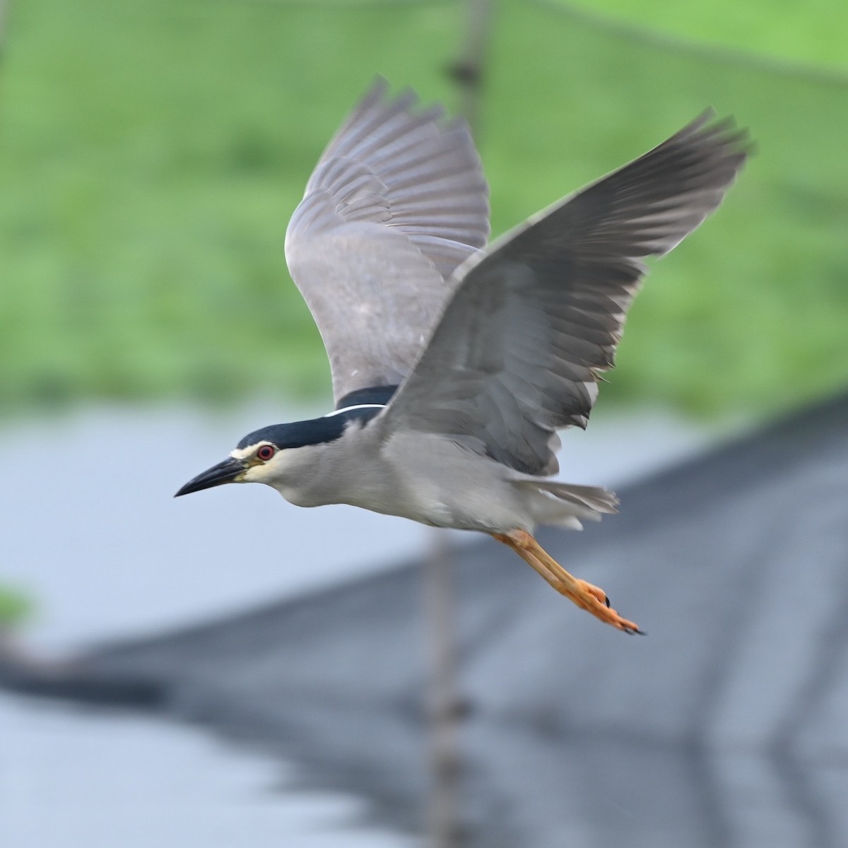 Black-crowned Night Heron - ML637302964