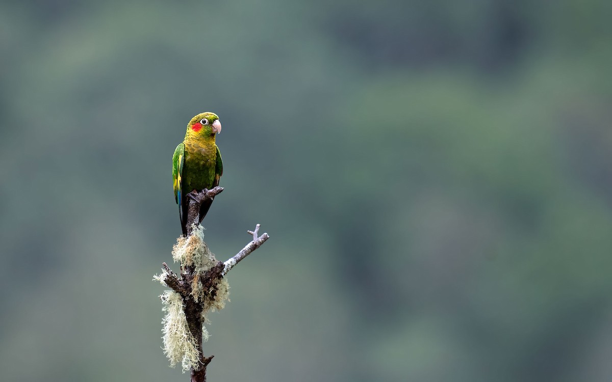 Sulphur-winged Parakeet - ML637303043