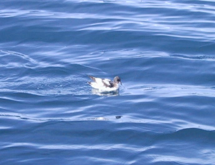 Pintado Petrel - ML637303055