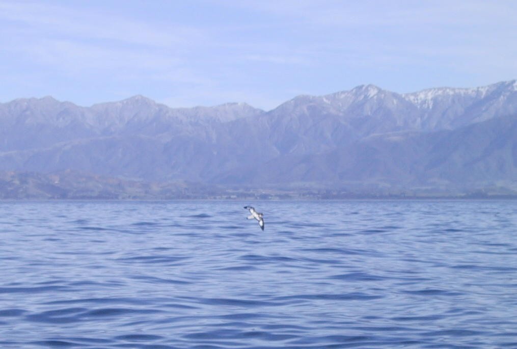 Pintado Petrel - ML637303056