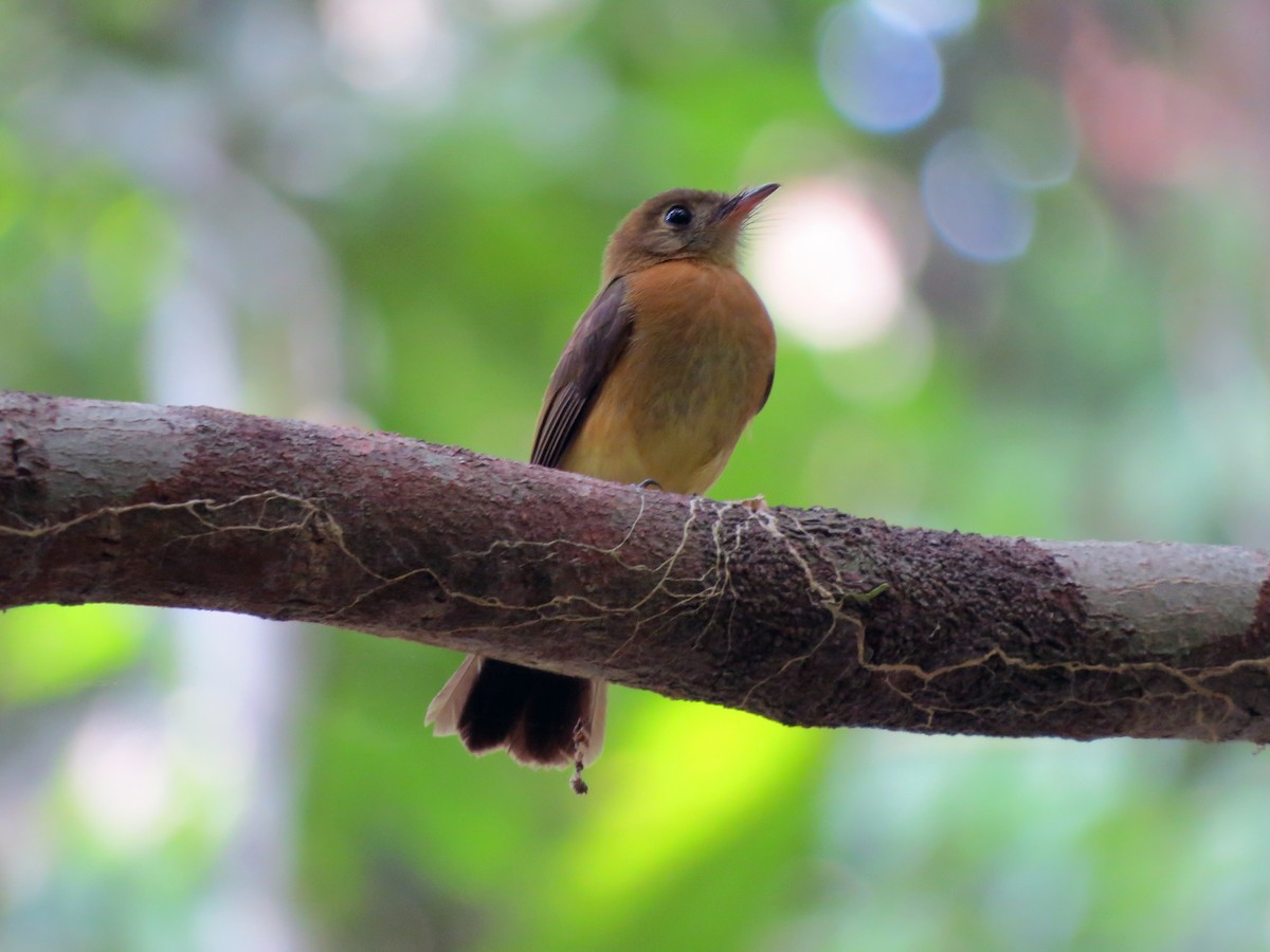Sulphur-rumped Flycatcher - ML637303060