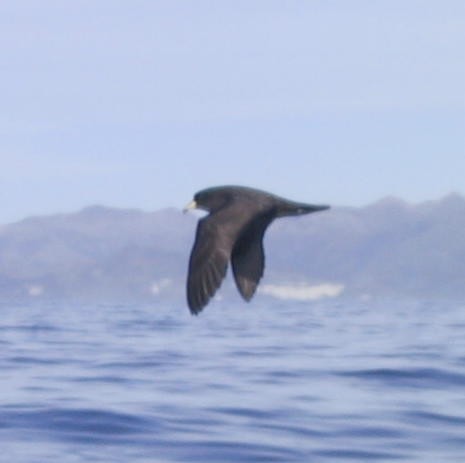 Westland Petrel - ML637303067