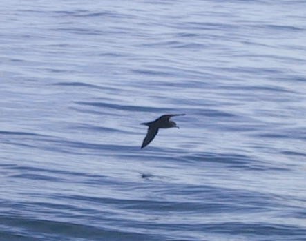 Westland Petrel - ML637303068