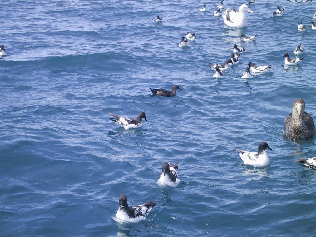 Sooty Shearwater - ML637303117