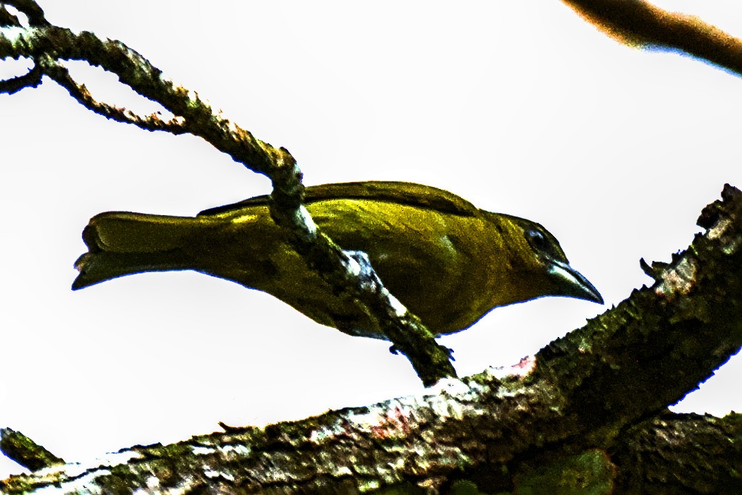 Carmiol's Tanager - ML637303119