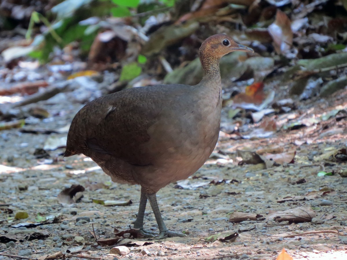 Great Tinamou - ML637303137