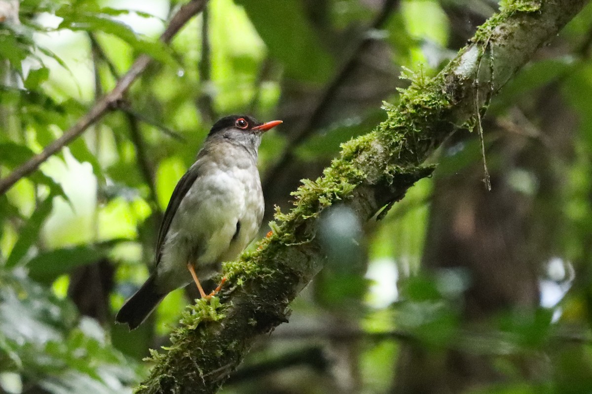 Black-headed Nightingale-Thrush - ML637303202