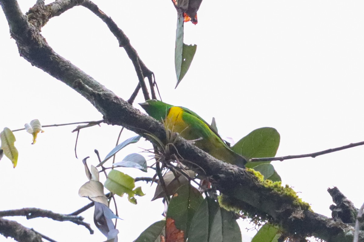 Blue-crowned Chlorophonia - ML637303215