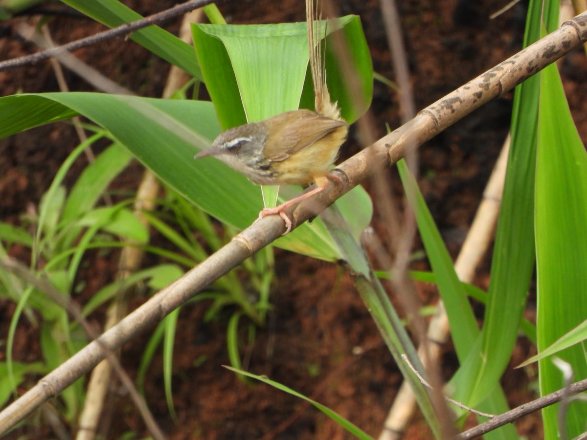 Hill Prinia - ML637303234