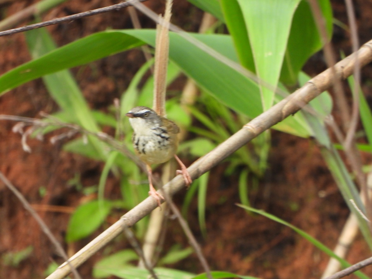 Hill Prinia - ML637303238