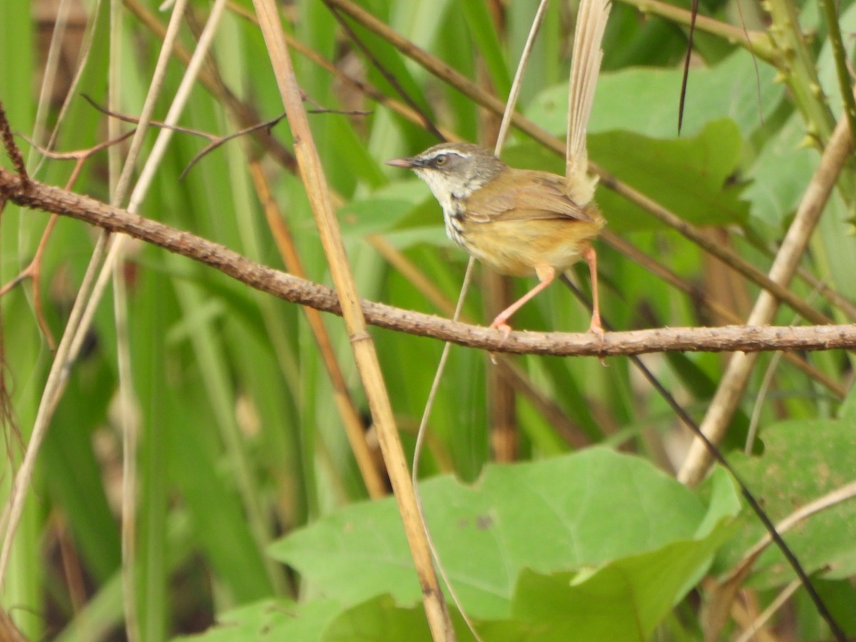 Hill Prinia - ML637303241
