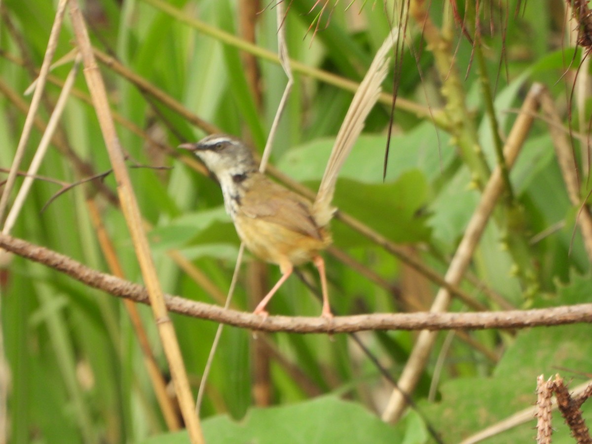 Hill Prinia - ML637303243