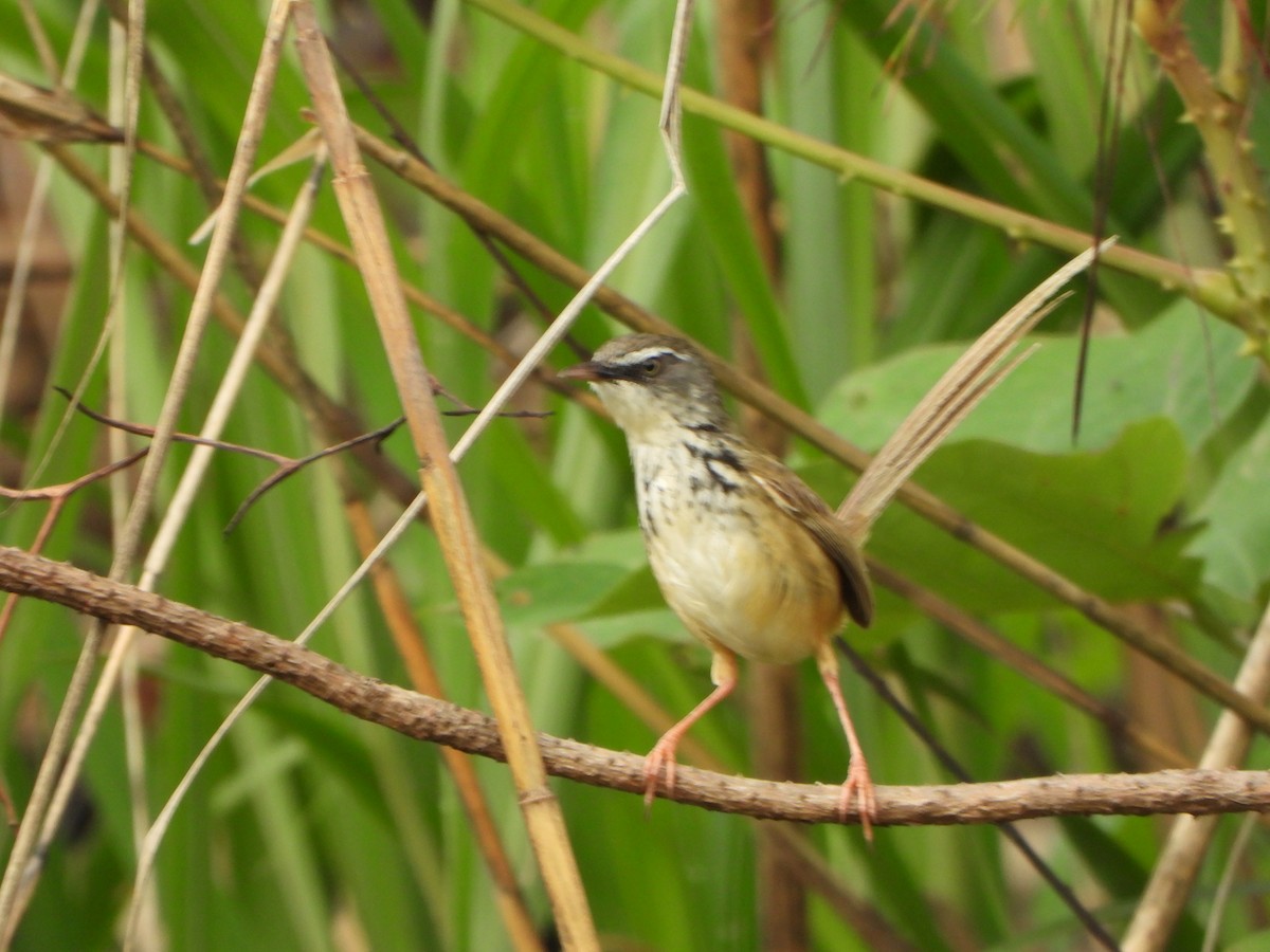 Hill Prinia - ML637303246
